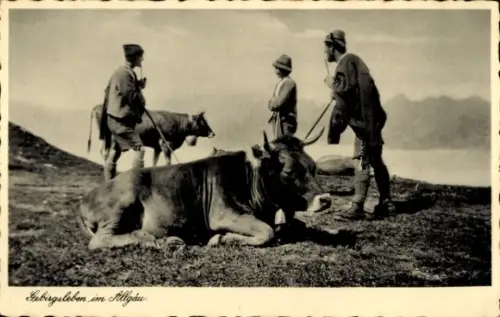 Ak Gebirgsleben im Allgäu, Kühe