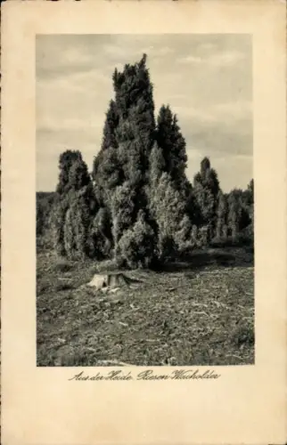 Ak Aus der Heide, Riesen Wacholder
