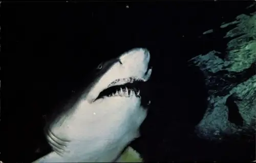 Ak Boston Massachusetts USA, New England Aquarium, Central Wharf, Sand Tiger Shark, Hai