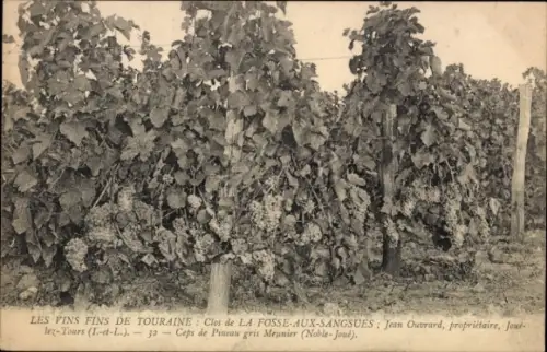 Ak Touraine Indre et Loire, Weinanbau