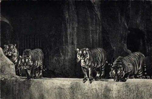Ak Paris, Zoologischer Park, Eine wunderschöne Gruppe von Tigern