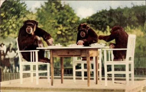 PC Schimpansen, The Monkeys' Tea Party