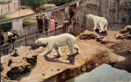 PC England, Bears, Mappin Terrace