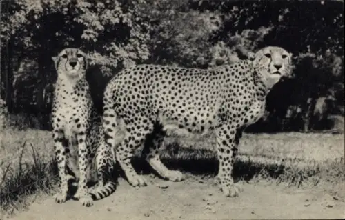 Ak Paris, Zoologischer Park,Geparden