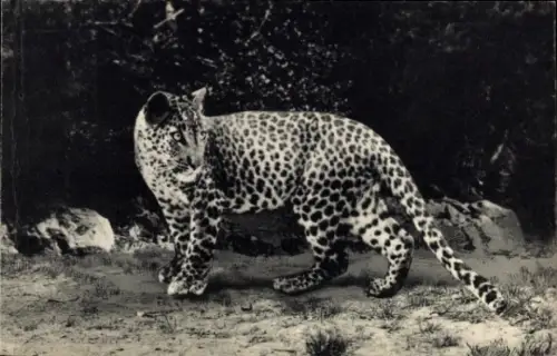 Ak Paris XII, Parc Zoologique Du Bois de Vincennes, Asiatischer Panther