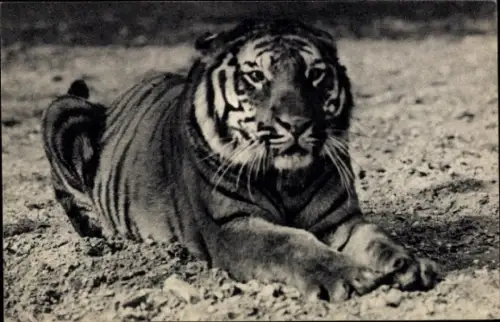 Ak Paris XII, Parc Zoologique Du Bois de Vincennes, Bengalischer Tiger
