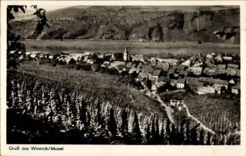 Ak Wintrich an der Mosel, Totale, Weinreben