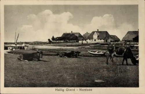 Ak Hallig Oland Nordfriesland, Kühe, Boote, Häuser, Nordsee, Landschaft