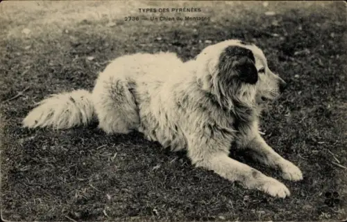Ak Hund, Pyrenäenberghund, Tierportrait