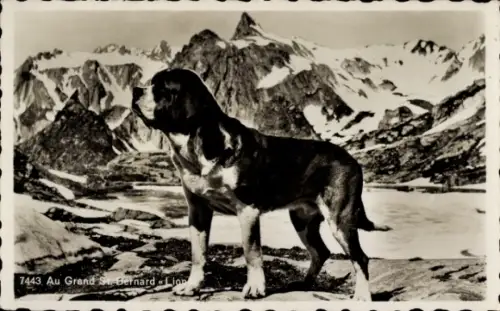 Ak Hund, Bernhardiner, Tierportrait