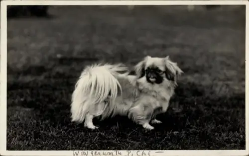 Ak Hund, Pekingese, Tierportrait