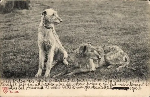 Ak Zwei Windhunde, Tierportrait
