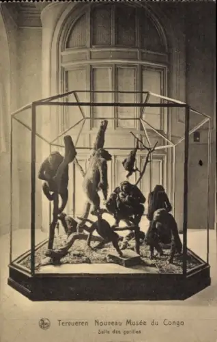 Ak Tervuren Tervueren Flämisch Brabant Flandern, Nouveau musée du Congo, Salle des gorillas
