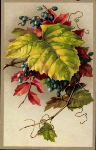 Künstler Ak Weinreben, Trauben