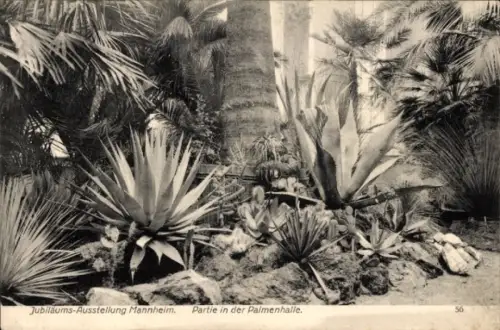 Ak Mannheim in Baden, Jubiläums-Ausstellung 1907, Palmenhalle