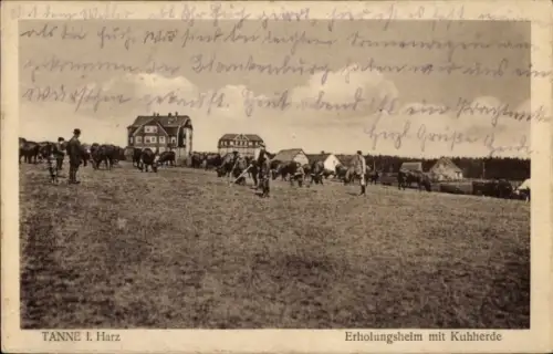 Ak Tanne Oberharz am Brocken, Erholungsheim mit Kuhherde,  Landschaft mit Tieren, Menschen