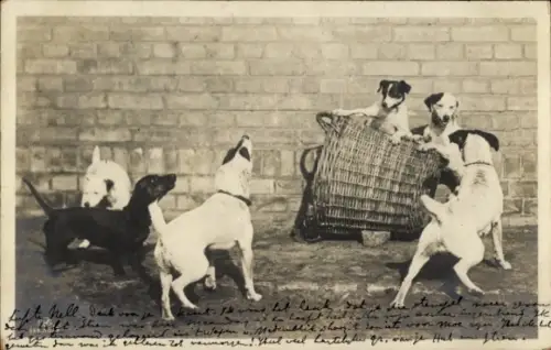Ak Spielende Hunde, Korb