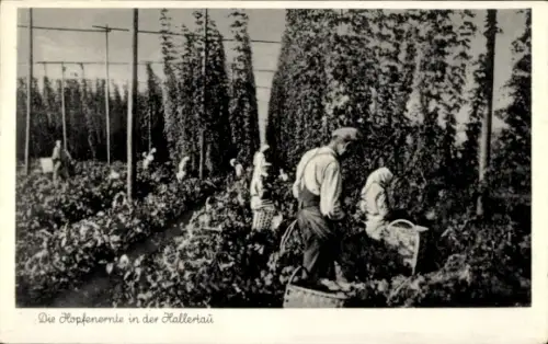 Ak Hopfenernte in der Hallertau, Landwirtschaft