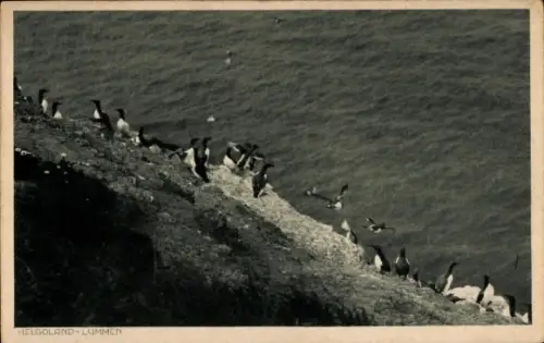 Ak Helgoland, Nordseeinsel, Lummen landen an der Küste
