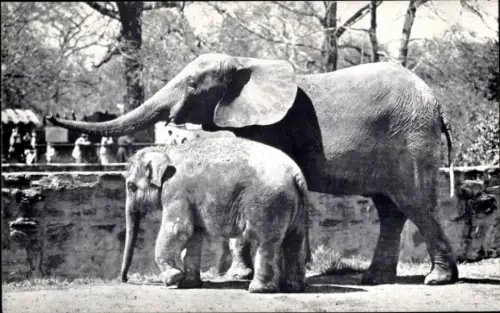 Ak Bronx New York City USA, Zoologischer Garten, Elefanten