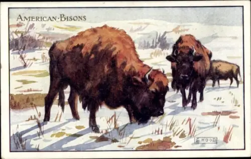 Künstler Ak Hood, American Bisons