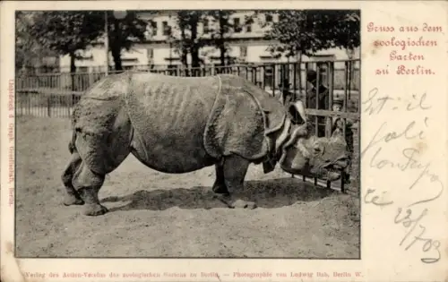 Ak Berlin Tiergarten, Zoologischer Garten, Nashorn im Zoo