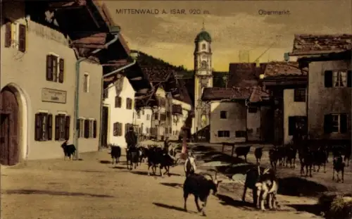 Ak Mittenwald in Oberbayern, Mittenwald A. Isar, Obermarkt, Kühe auf der Straße,  