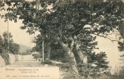 Ak Opatija Abbazia Kroatien, Maronenbäume an der Straße nach Ika