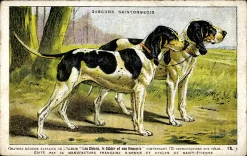Künstler Ak Hunde, Gascon Saintongeois, Tierportrait