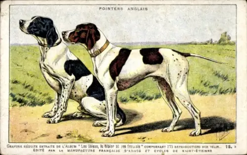 Künstler Ak Jagdhunde, English Pointer, Tierportrait