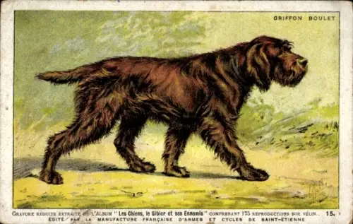 Künstler Ak Hund, Griffon Boulet, Tierportrait