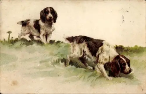 Ak Jagdhunde auf der Spur eines Waldtieres