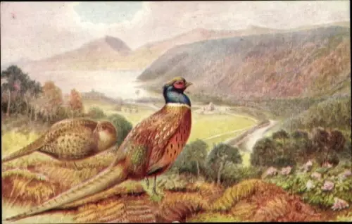 Künstler Ak Zwei Fasane, Landschaftsmotiv, Tuck 3314