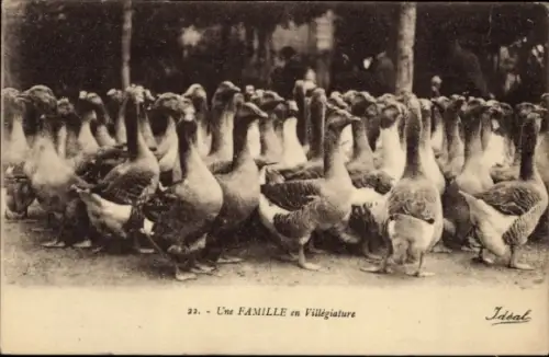 Ak Une Famille en Villégiature, Gänse