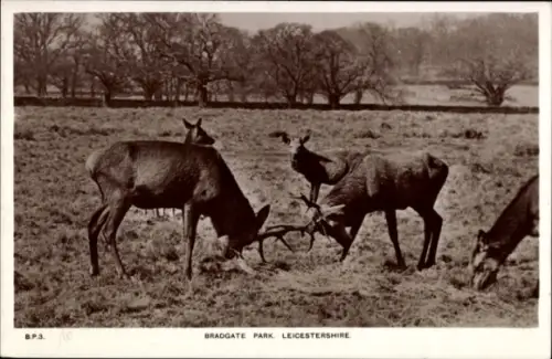Ak Leicestershire England, Hirsche