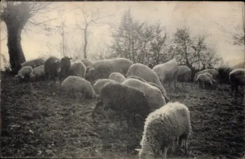 Ak Serie Haustiere, Schafherde