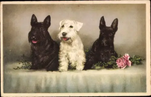 Künstler Ak Drei Hunde, zwei schwarze und ein weißer Terrier