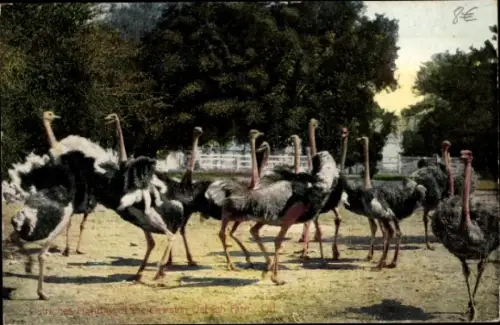 Ak USA, Straußenfarm