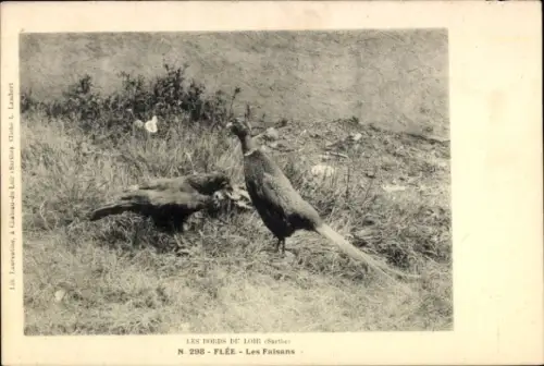 Ak Fasane, Tierportrait