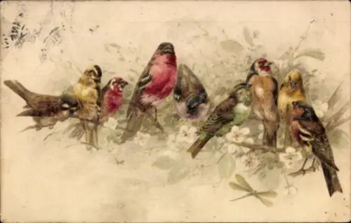 Künstler Ak Distelfinken, Vögel