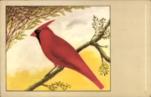 Ak Vogel, Roter Kardinal