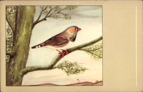 Ak Zebrafink, Vogel