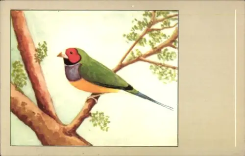 Ak Vogel, Rotköpfige Gouldsamandie