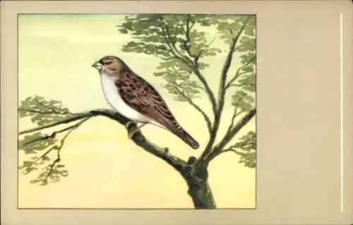 Künstler Ak Vogel, Edelschläger