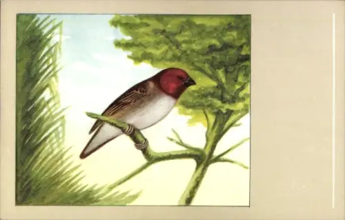 Künstler Ak Vogel, Rotkopfweber