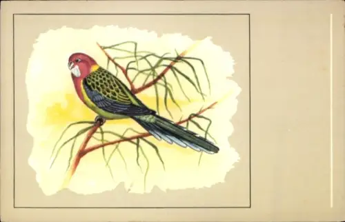Ak Blick auf ein Rosella, Platycercus splendidus