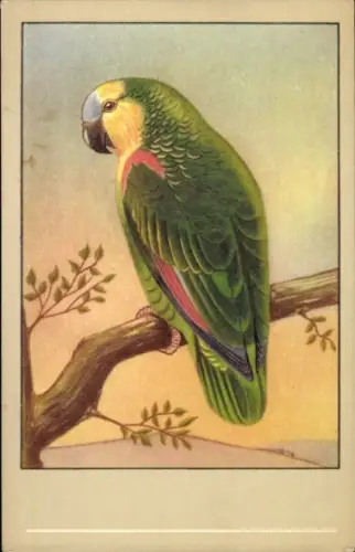 Künstler Ak Blaustirnamazone, Papagei