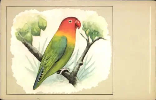 Ak Agapornis fischi, Fischer's Unzertrennlicher