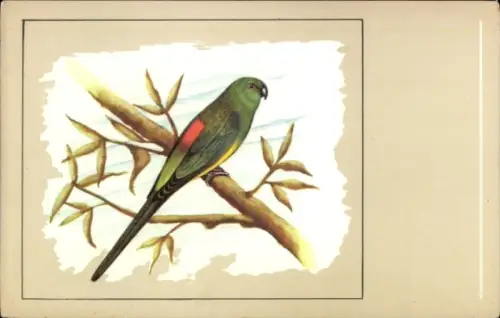 Künstler Ak Singsittich, Psephotus haematonotus