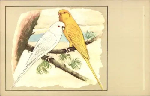 Ak Albino und Lutino Wellensittiche